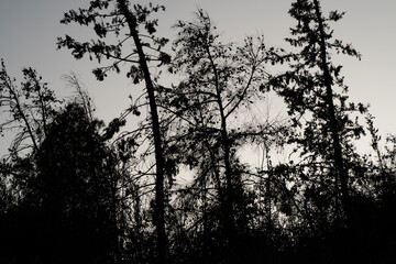 A Silhouette of a Fir Forest on an Overcast Day