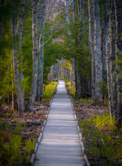 Wooden boardwalk through the woods in Maine