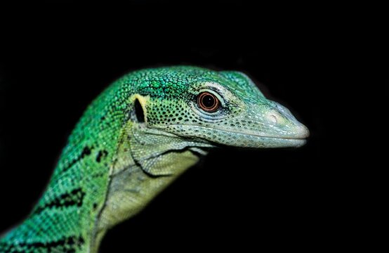 photographic photo of a green lizard in a black simple background