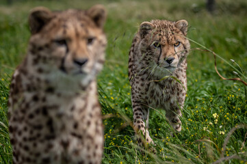 Cheetahs playing