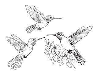 Hand drawn humming birds isolated on white. Monochrome flying hummingbirds set. Front and side view colibri flight.