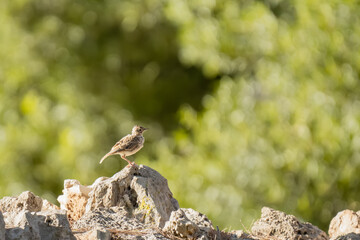 bird on the rock