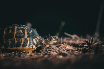 Foto op Plexiglas turtle on the ground © Fabian