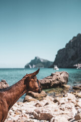 goat on the beach