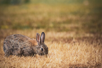 rabbit in the grass