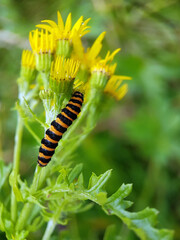 caterpillar on a branch