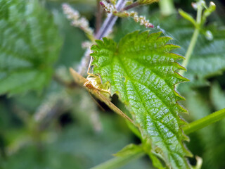 moth on leaf