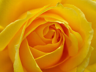 Closeup of rose flowers. Assorted colors, white roses, yellow roses, pink roses, red roses.