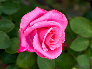 Closeup of rose flowers. Assorted colors, white roses, yellow roses, pink roses, red roses.