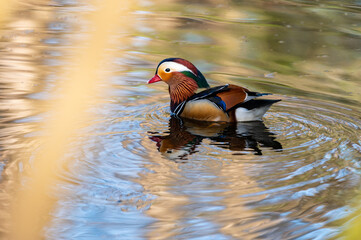 Mandarinente in Frankfurt