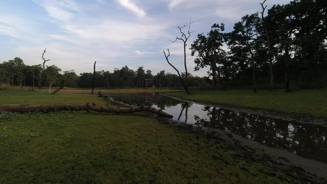 Time lapse of birds animals in jungles on sunset with forest background in Nepal Chitwan region. First national. Buffer zone