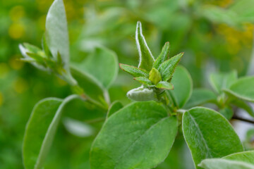 Obraz premium Green leaves and quince buds. Beautiful spring background.