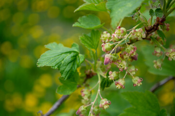 Red currant blossoms.