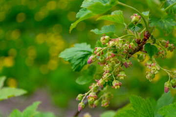 Red currant flowers on a branch with green leaves in the garden