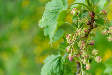 Close-up of red currant flowers on a branch with green leaves