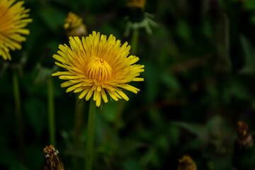 Obraz premium Yellow dandelion flower. Taraxacum officinale.