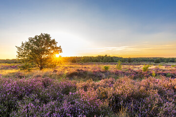 Obraz na płótnie Canvas Colorful sunny landscape during sunset with blooming heather at Ginkel heath nature reserve at Veluwe in Gelderland The Netherlands