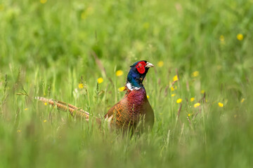 Fototapeta premium common pheasant male in a field close up in autumn