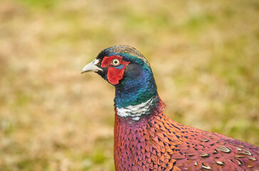 common pheasant male in a field close up in autumn