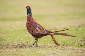 Pheasant, male in in a field, close up displaying in the springtime 