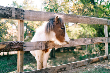 White and brown pony stands near a wooden fence in the park
