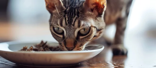 Fotobehang Selective focus on Devon Rex eating premium wet tuna from white ceramic plate on floor. Feed your pet high-quality food. © TheWaterMeloonProjec