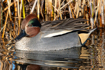 The Eurasian teal (Anas crecca), common teal, or Eurasian green-winged teal is a duck that breeds...