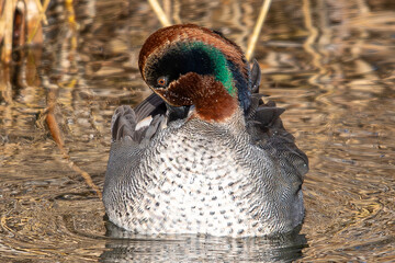 The Eurasian teal (Anas crecca), common teal, or Eurasian green-winged teal is a duck that breeds...