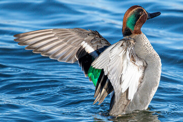 The Eurasian teal (Anas crecca), common teal, or Eurasian green-winged teal is a duck that breeds...