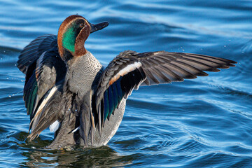 The Eurasian teal (Anas crecca), common teal, or Eurasian green-winged teal is a duck that breeds...
