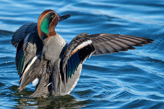 The Eurasian teal (Anas crecca), common teal, or Eurasian green-winged teal is a duck that breeds in temperate Eurosiberia and migrates south in winter, common en aiguamolls emporda girona spain