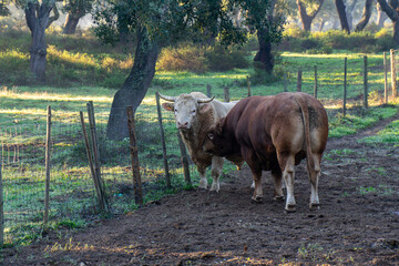 Cows of Limousin breed grazing on a frosty morning in a serene pasture.