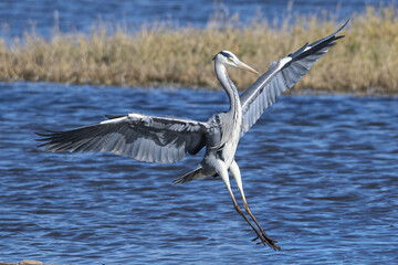 grey heron Ardea cinerea is a common bird in emporda girona catalunya spain