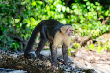 Wild Capuchin Monkey on a Log