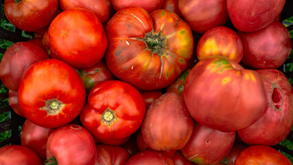 Fototapeta na wymiar Ripe tomatoes from greenhouse. Home gardening of plants that suffers from severe drought and hot sun.