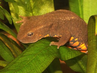 Closeup on a bulky large aquatic female of the endangered Vietnamese Tam Dao Warty newt, Paramesotriton deloustali