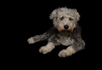 studio photographs of dog on black background
