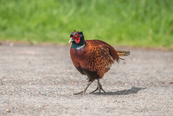 common pheasant male on the road, close up, in the autumn