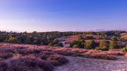 Gardinen Colorful sunny landscape during sunset with blooming heather at nature reserve De Posbank at Veluwe in Rheden Gelderland The Netherlands © Hilda Weges