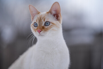 Bright Blue Eyed Teenage Cat White Red Point Siamese Kitten Portrait Outside Adorable Face and Whiskers