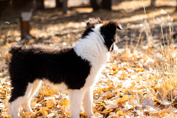 Little Tiny Fluffy Mini Baby Aussie Dog Puppy Outside Playing in Yellow Fallen Fall Leaves Outside Back Facing