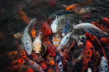 Overpopulated Too Many Fish Crowded Pond