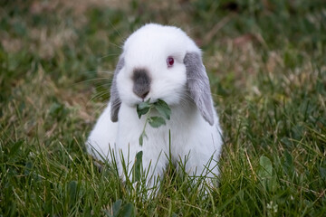 Young Baby White and Gray Bunny Rabbit in Garden Eating Leaves Plants Foliage