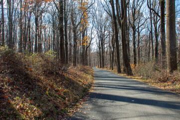 path in autumn forest