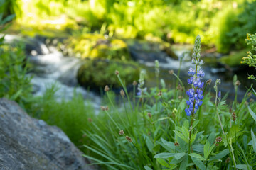 Single Lupine Bloom Stands Tall In Paradise Meadows