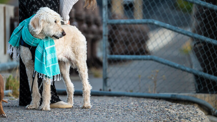 Shaggy White Dog with Colorful Scarf and Copy Space