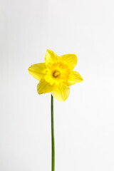 Yellow flower on white background