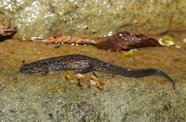 Lateral view of a Northern Dusky Salamander (Desmognathus fuscus) on a wet rocky surface near the edge of a stream.