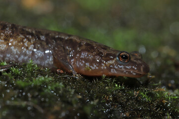 Close-up of the head of a Northern Dusky Salamander (Desmognathus fuscus). 