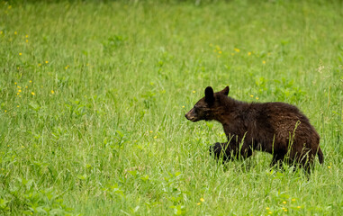Young Black Bear In Grass On Right With Copy Space To Left